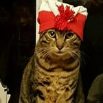 Lori oliva - @handstitched34 - Instagram