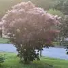 loripainter7 - @lori.painter5 - TikTok
