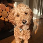 Lori Passmore - @lapassmore - Instagram