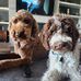 Lori Passmore - Facebook