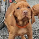 Lori - @lori_vom_berghof_paulus - Instagram