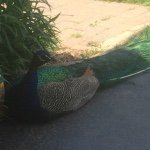 Lori Peacock - @momma_peacock - Instagram