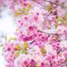 Lori Pedersen - Facebook