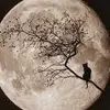 loripeercy - @irol716 - TikTok