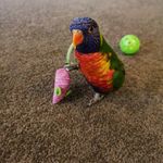 pepe - @pepe_the_lorikeet - Instagram