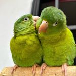 Pepe y loris - @pepe_loris - Instagram