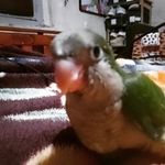 Pepillo🦜 - @1pepe__lorito - Instagram