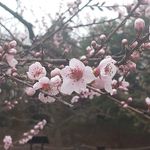 Lori Perlman - @flowergurl.z - Instagram
