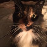 Lori Perrine - @knitting.fool - Instagram