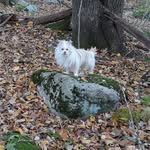 Lori Pine - @nigel_the_magnificent - Instagram