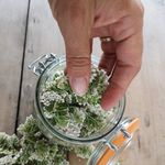 l'Originel - @loriginel.rituel.plantesauvage - Instagram