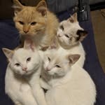 Lori Prosser - @prosserlori - Instagram