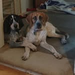 Lori Quay - @iluvdogs_lori - Instagram
