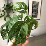 Lori P Quick - @perfection_in_a_pot - Instagram