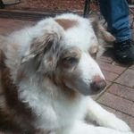 Lori Rauch - @skye_and_arya - Instagram