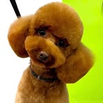 Lori 🧸 - @redpoodlelori - Instagram