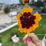 Lori Reeder - @reederlori - Instagram
