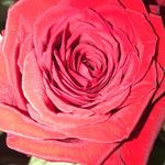 Lori E. Reyna - @lori0988 - Instagram