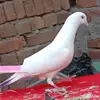 LoriRoach - @loriroachpdprgq - TikTok