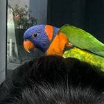 Lori_Roopoo - @lori_roopoo - Instagram