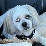 Lori Rossi - @sir_geddy - Instagram