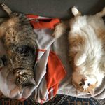 Lori Rush - @lorirush1961 - Instagram