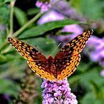 Lori Satterwhite - @satterwhite__lori - Instagram
