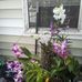 Lori Scanlon - Facebook