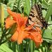 Lori Kay seed exchange - Facebook
