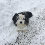 Lori Shepard - @lorishepard5 - Instagram