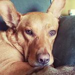 Lori Shrum Mengel - @lori.sm04 - Instagram