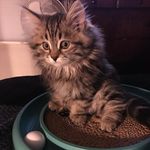 Lori Fasteland-Sipes - @fastelandsipes - Instagram