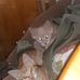 Lori Sipes - Facebook