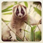 Lola Loris - @lorislover86 - Instagram