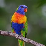 Lories And Lorikeets - @lorislover - Instagram