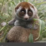 Loris Lover - @lorisloversassemble - Instagram