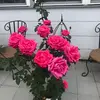 lorislynn - @lorislynn - TikTok