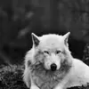 Lorie Spear - @lorie.spear - TikTok