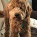 Lori Sprinkle - Facebook