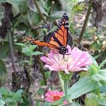 Lori Stacy - @lollybug8 - Instagram