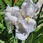 Lori Dresner Staples - @dresnerstaples - Instagram