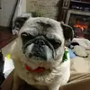 Lori Sturm Carollo - @3pugsmom - TikTok