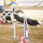 Lori Sturm LeBlanc - @bordercollieqqs - Instagram