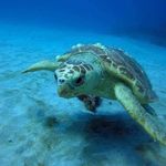Lori Stutzman - @lstutz4 - Instagram