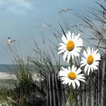 Lori Sumner Goodwin - @lorigoodwin03 - Instagram