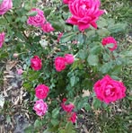 Laura Sweezey - Facebook