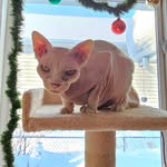 Lorri A Tabbert - @witcheewoman - Instagram