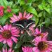 Lorie Taube - Facebook