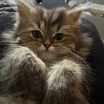 Lori Thaler Mannello - @lorisuz - Instagram