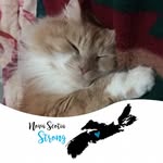 Lori Thibodeau - @lorithibodeau58 - Instagram